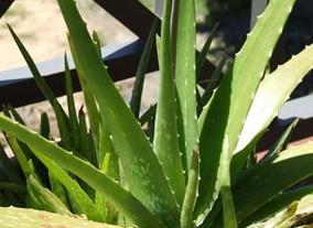 蘆薈甙20%  蘆薈提取物 Aloin  1415-73-2