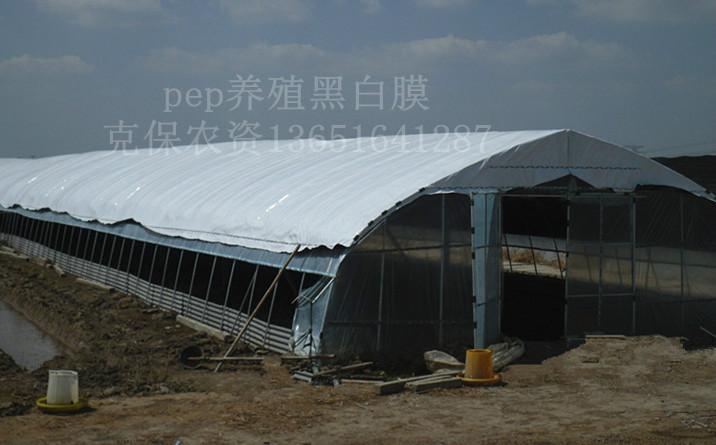 供應(yīng)食用菌大棚黑白膜養(yǎng)殖大棚黑白膜