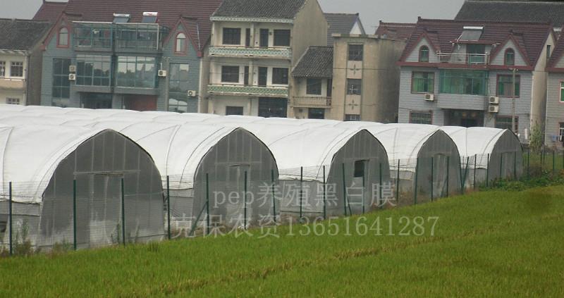 供應(yīng)食用菌大棚黑白膜養(yǎng)殖大棚黑白膜