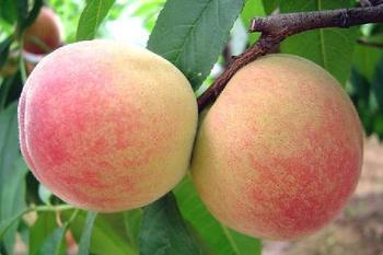 供應(yīng)陜西毛桃基地供應(yīng)脆蜜王中華桃王