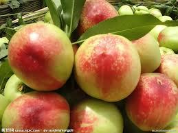 京欣西瓜價(jià)格基地批發(fā)新紅寶西瓜價(jià)格