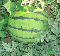 京欣西瓜價(jià)格基地批發(fā)新紅寶西瓜價(jià)格