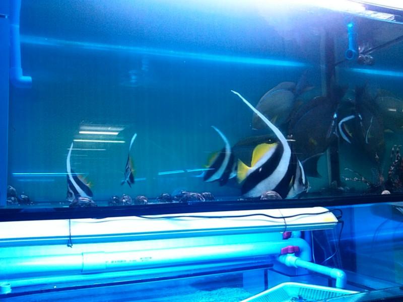 廣州生態(tài)魚(yú)缸廠家圖片