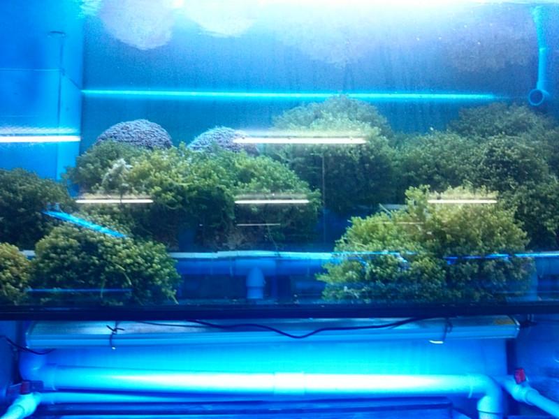 海意訂做各種海水缸報價圖片/海意訂做各種海水缸報價樣板圖 (3)