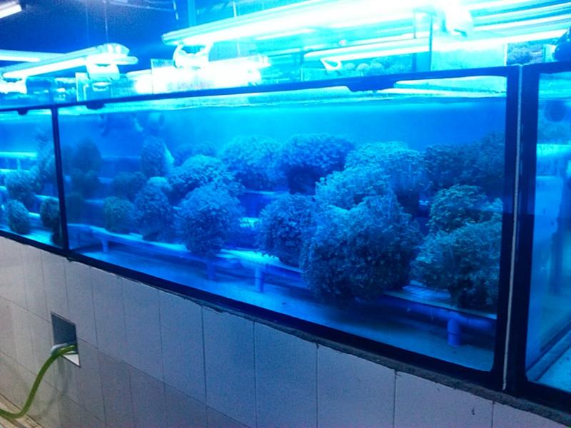 海意訂做各種海水缸報價圖片