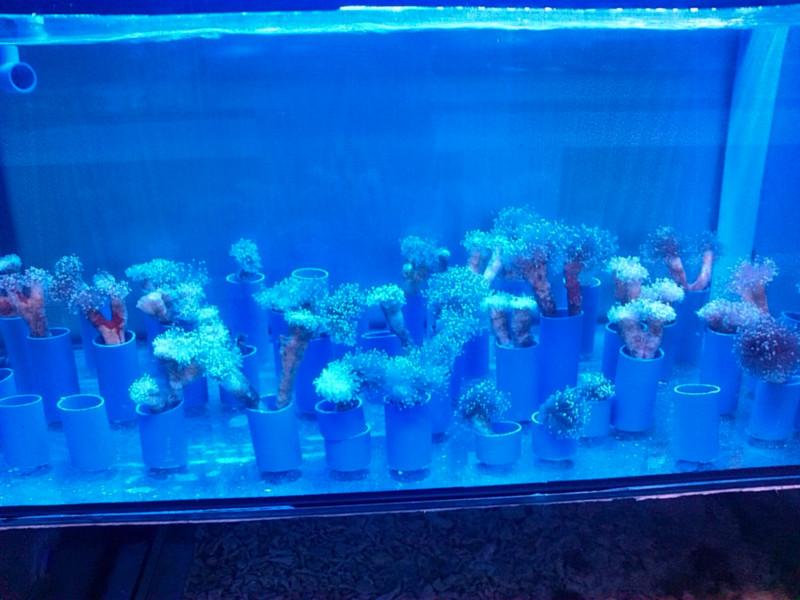 海意訂做各種海水缸報價圖片/海意訂做各種海水缸報價樣板圖 (4)