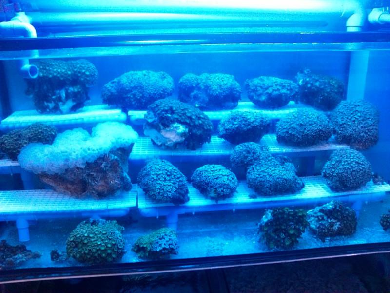 圓柱魚缸圖片/圓柱魚缸樣板圖 (4)