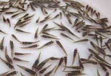 供應中山加洲鱸魚魚苗價格、江門加洲鱸魚魚苗供應商、加洲鱸魚魚苗廠家