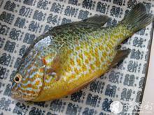 供應(yīng)清遠(yuǎn)太陽魚苗出售