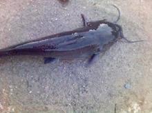 供應廣東哪里有埃及塘鲺苗批發(fā)