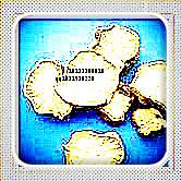供應(yīng)白樺茸