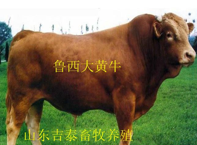 肉牛在育肥期间的养殖