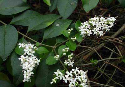 供應(yīng)熊果酸10～99Ursolic Acid