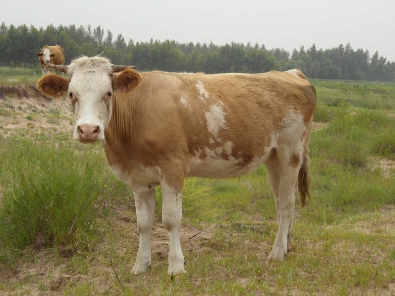 供应辽宁西门塔尔牛-养牛场-肉牛价格