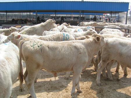 供应肉牛网-供应夏洛莱牛-肉牛养殖基地-肉牛价格