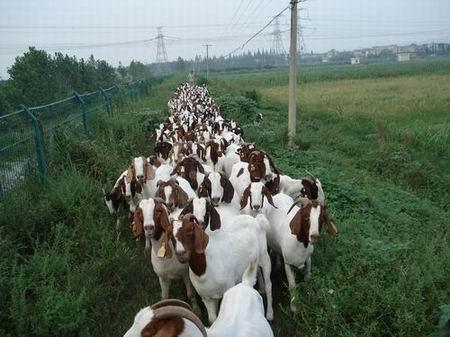 供应3个月波尔山羊-肉羊推广基地-波尔山羊最新价格