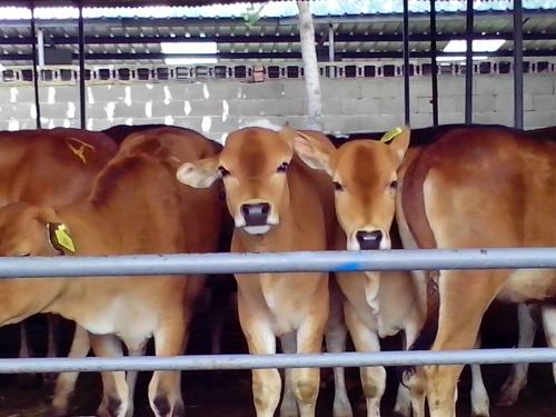 供应鲁西黄牛种牛-肉牛示范改良基地