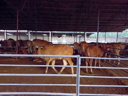 供应河南肉牛-肉牛养殖基地-鲁西黄牛供应