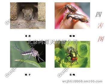 供應(yīng)滅蟲行業(yè)*※朝陽區(qū)消滅蟑螂公司 “ 連鎖店滅蟑” 看效果殺蟑螂