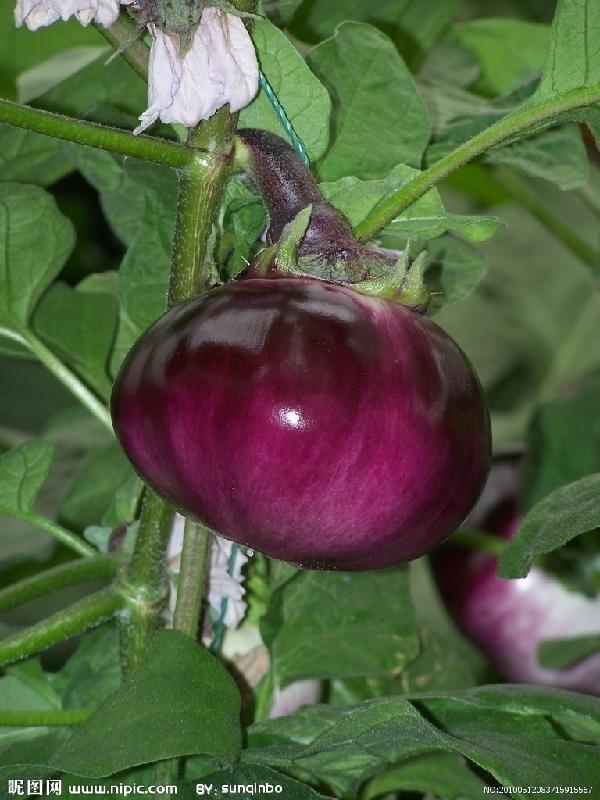 鲁西无公害西红柿蔬菜种植基地供应鲁西无公害西红柿蔬菜种植基地