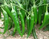 供應(yīng)魯西茄子生產(chǎn)基地