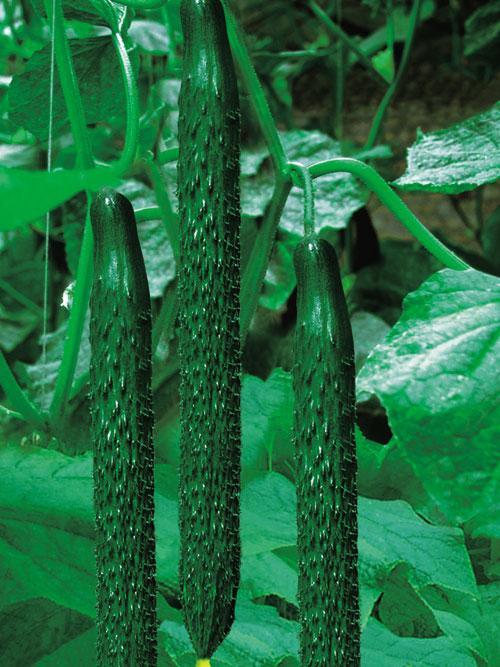 供應(yīng)魯西茄子生產(chǎn)基地