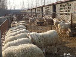 供應(yīng)濰坊小尾寒羊種羊價格，如何養(yǎng)殖小尾寒羊*快，今年的市場行情怎么樣