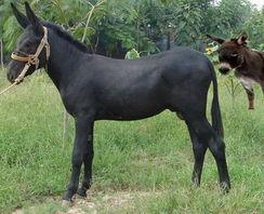 廣西肉驢養(yǎng)殖加工肉驢養(yǎng)殖加盟肉驢市場行情