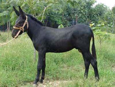 供應(yīng)南京優(yōu)質(zhì)肉驢養(yǎng)殖，肉驢的飼養(yǎng)方法，肉驢的飼養(yǎng)成本