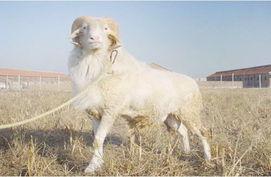 供應(yīng)遼寧小尾寒羊種羊價格小尾寒羊的養(yǎng)殖成本小羊苗視頻