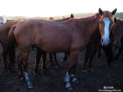 供應(yīng)伊犁優(yōu)質(zhì)種馬基地，種馬的飼養(yǎng)方法與養(yǎng)殖成本