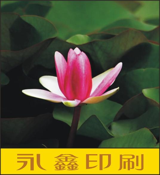 供應(yīng)產(chǎn)品畫冊(cè)印刷/傳單印刷/天河印刷廠