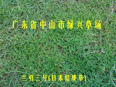 馬尼拉草圖片/馬尼拉草樣板圖 (4)