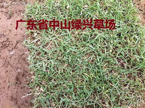 夏威夷草夏威夷草樣板