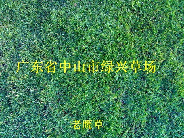 供應(yīng)*草8