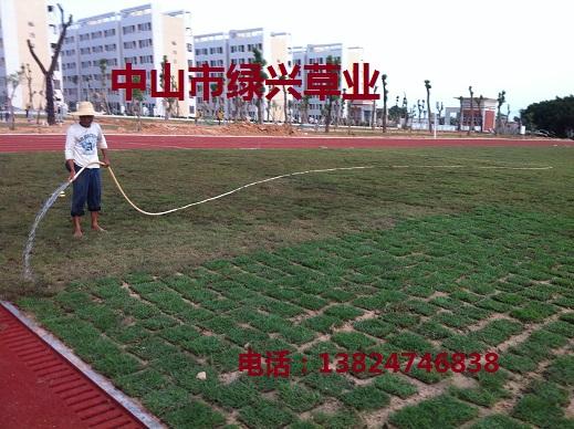 供應(yīng)足球場草蘭引三號草批發(fā)