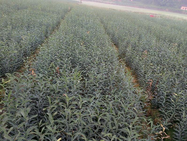 供應湖南邵陽百合種植基地 龍牙百合公司