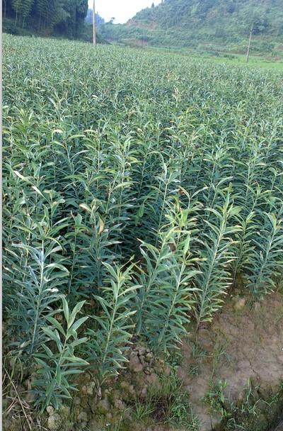 供應湖南邵陽百合種植基地 龍牙百合公司