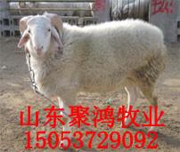 小尾寒羊品種前的準(zhǔn)備