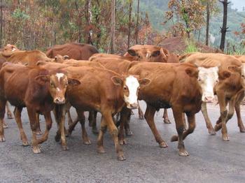 肉牛犊价格最低的地方图片