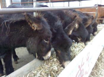 供應(yīng)改良驢