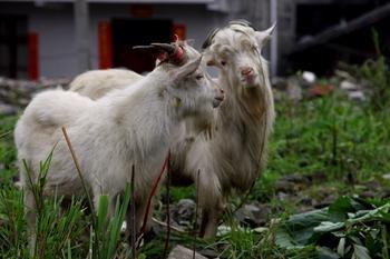 如何養(yǎng)殖肉羊肉羊養(yǎng)殖技術(shù)