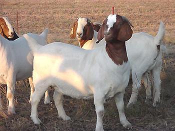 供應(yīng)優(yōu)質(zhì)肉羊河南*