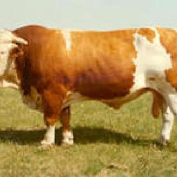 西門塔爾牛價格