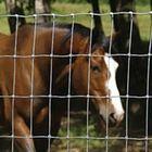 供應(yīng)草原王