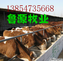 供应8月网友最新关注养殖排行/肉牛居首