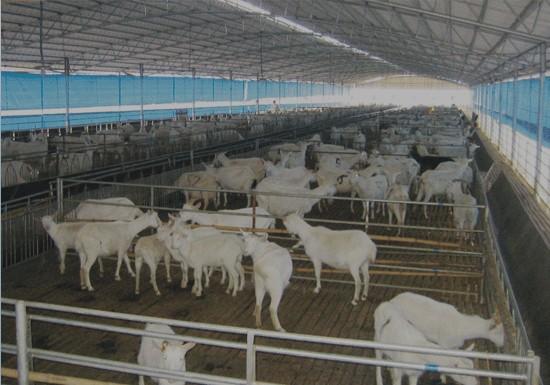 供應(yīng)青山羊養(yǎng)殖技術(shù)