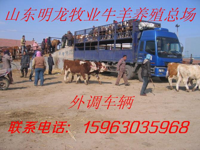 供應(yīng)純種*價(jià)格