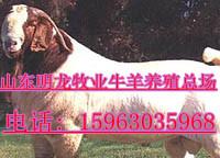 山東小尾寒羊價格圖片