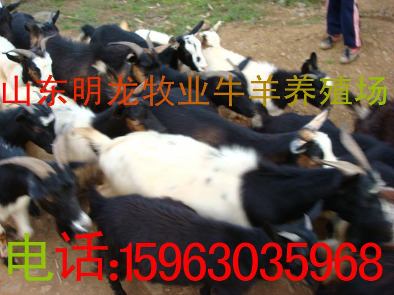 供應(yīng)青山羊養(yǎng)殖技術(shù)